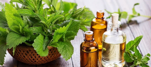 تصویر 5 از فروش اسانس گیاه نعنا + قیمت خرید به صرفه